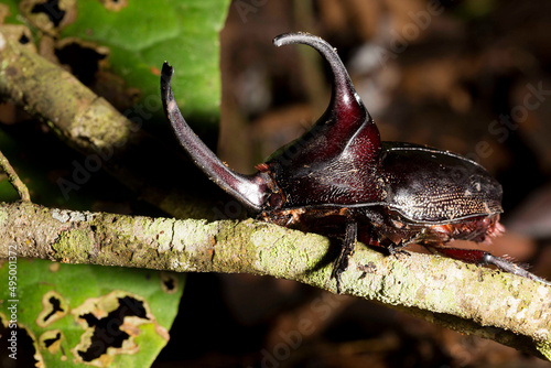 Besouro rinoceronte japonês. Allomyrina dichotoma, também conhecido como besouro rinoceronte japonês , besouro com chifres japonês ou kabutomushé uma espécie de besouro rinoceronte. photo