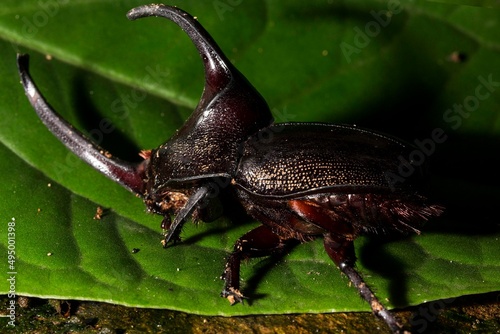 Besouro rinoceronte japonês. Allomyrina dichotoma, também conhecido como besouro rinoceronte japonês , besouro com chifres japonês ou kabutomushé uma espécie de besouro rinoceronte. photo