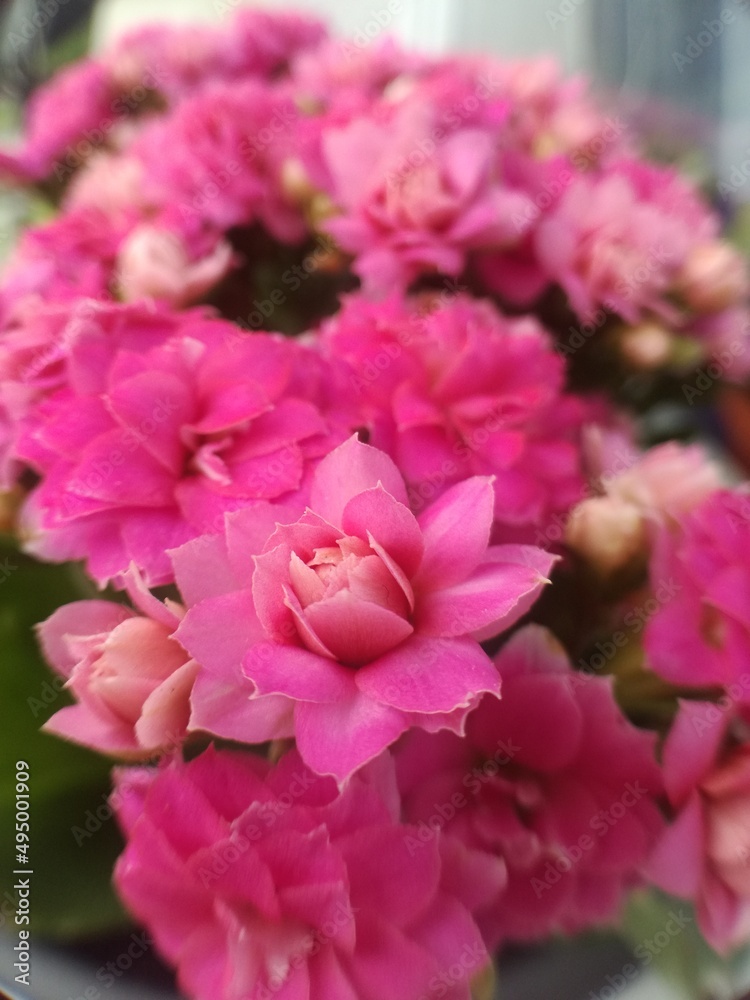 Flowers Flowers