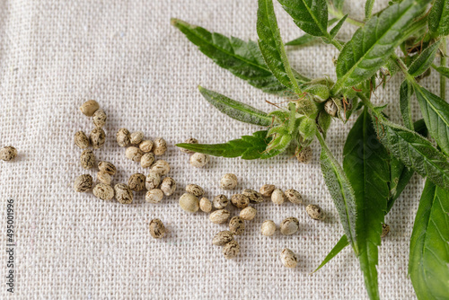 Pollinated female cannabis buds with trichomes and new seeds closeup. Plant on textile from hemp background.