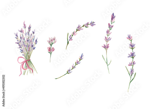 Watercolor lavender bunches. Watercolor lavender illustration. Watercolor provence illustration. Lavande flowers. Gentle field flowers isolated on white background. Wild floral set. Design for cards