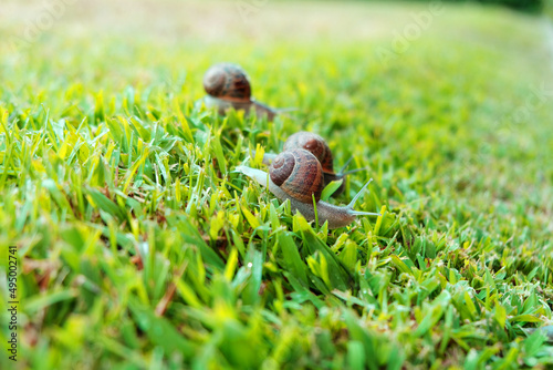 Two snails on the grass. © Ombee