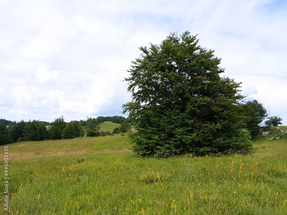 Fototapeta premium tree in the field