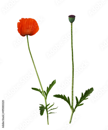 Set of red poppy flower and...