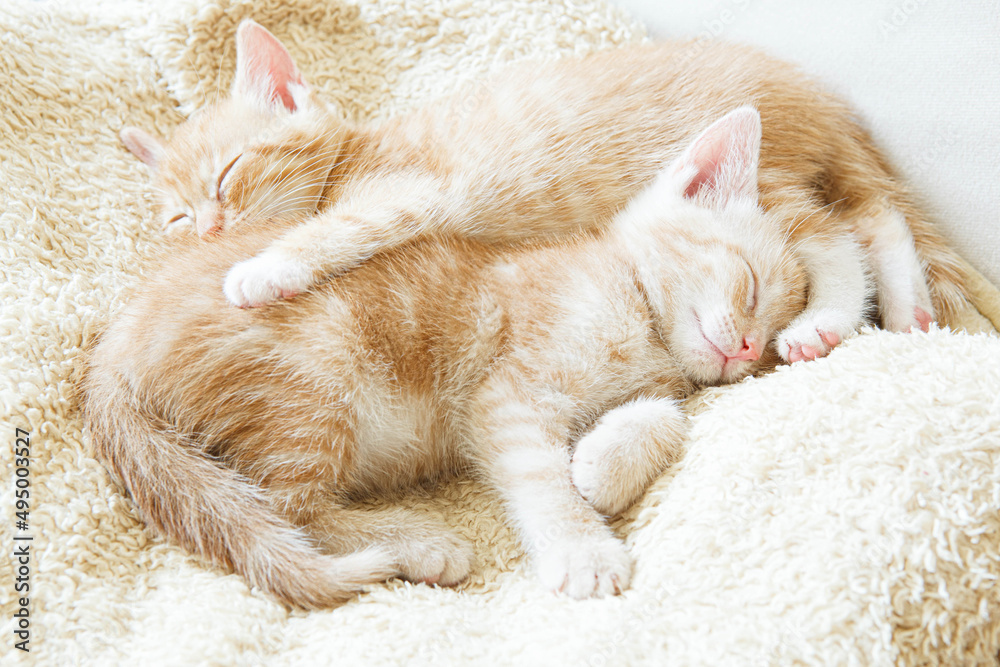 kotki śpią w domu na miękkim kocyku - jasne koty - obrazy, fototapety, plakaty 