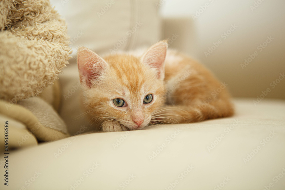 mały kot - rudy kotek - bystry kot domowy - w domu - obrazy, fototapety, plakaty 