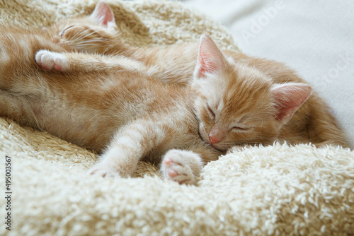 rudy kot śpi na kanapie - miękki koc dla kota