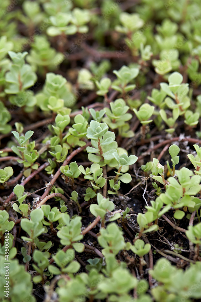 Sedum kamtschaticum seen from the park.
Sedum kamtschaticum seen from the park.