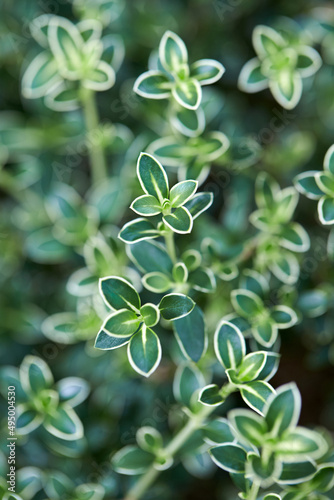 Serissa japonica seen from the park.
 photo