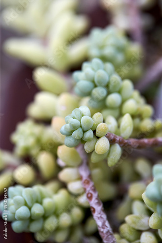 fleshy plant seen from the park. 