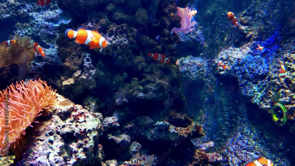 custom made wallpaper toronto digitalBeautiful small fish swim at the bottom of the water