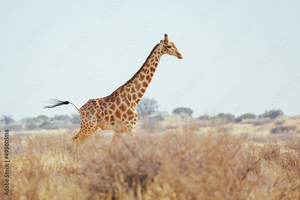 Obraz premium A giraffe runs through the Kalahari desert. Namibia.