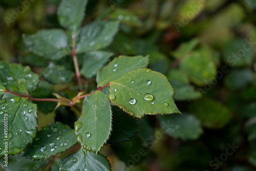 Fototapeta Water from rain drops beading up on rose leaves