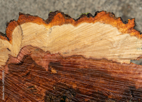 Cross section of freshly cut apple tree trunk that has rotted from the center out. Showing color variation of wood and bark layers. © Diane N. Ennis