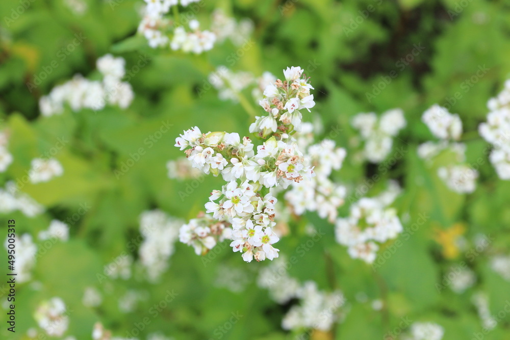 信州のそばの畑 蕎麦の白い花が満開
A field near Shinshu, the white flowers of buckwheat are in full bloom 信州のそばの畑 蕎麦の白い花が満開
A field near Shinshu, the white flowers of buckwheat are in full bloom