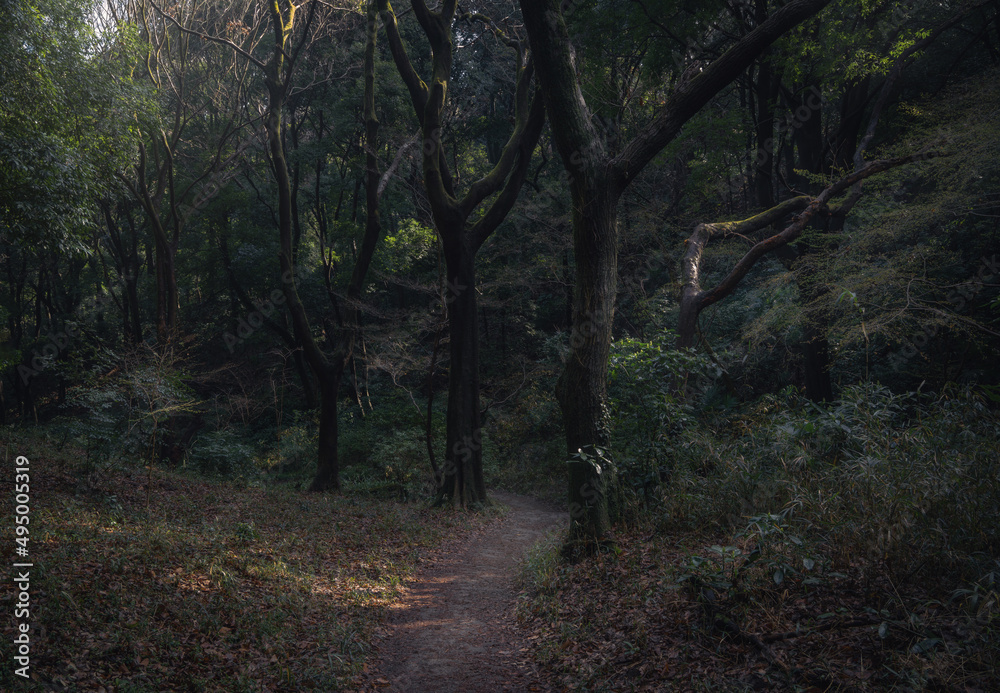 Dark forest gradation