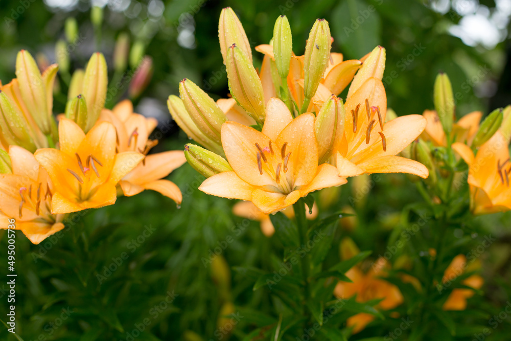 Bright summer flowers, beautiful and saturated shades Bright summer flowers, beautiful and saturated shades