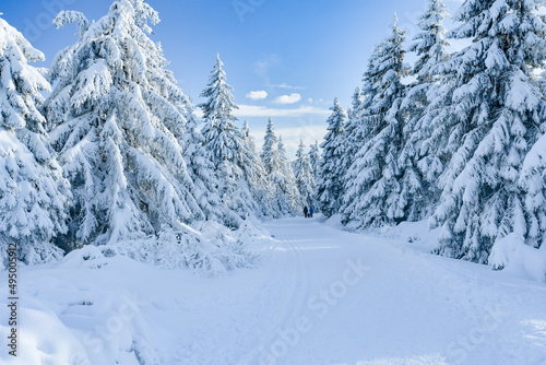 Winter landscape in the mountains, snow-covered forest on the mountain hiking trail, view on a sunny day. © Castigatio
