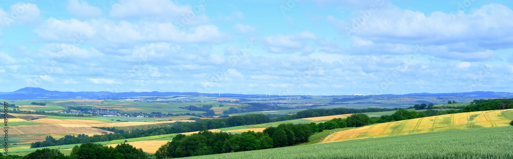 beautiful summer landscape, green fields of ripening wheat, forest behind the hill, trees and blue sky in the background, the concept of beauty of nature, preservation of ecology, growing crops