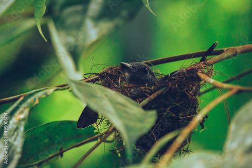 Western Slaty Antshrike nesting in the Jungle photo