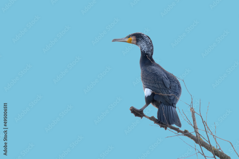 Fototapeta premium Phalacrocorax lucidus, white-breasted cormorant, massive black bird with webbed feet, long neck, curved beak sits high in a tree, migration of birds of family Phalacrocoracidae, wildlife protection