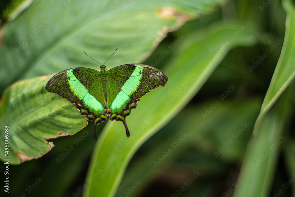 A green tropical butterfly with spread wings A green tropical butterfly with spread wings