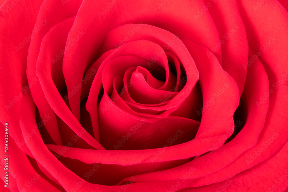 Closeup Details of a Red Rose Closeup Details of a Red Rose
