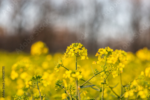 A close up of vibrant yellow canola/oilseed rape flowers, with a shallow depth of field © lemanieh