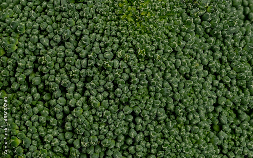 Close-up of fresh broccoli head with healthy young green inflorescences macro Close-up of fresh broccoli head with healthy young green inflorescences macro