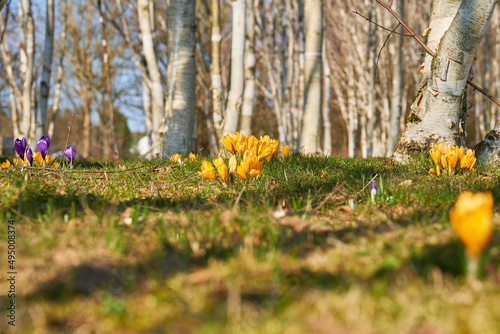 Krokusse, Krokusse um im Birkenwald, Frühjahr Blumen