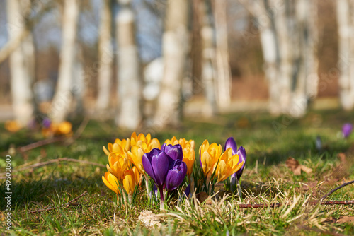 Krokusse, Krokusse um im Birkenwald, Frühjahr Blumen