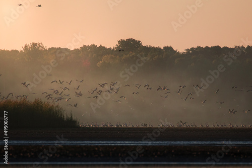 A romantic sunrise over a fish pond, cranes wake up in the morning by the water Reserve Barycz Stawy Milickie, a large flock of cranes wakes up and prepares for departure in the rays of the sun, grus 