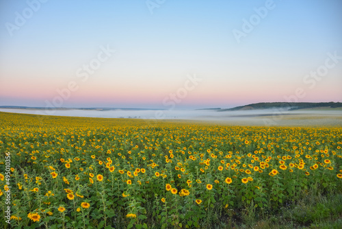 field of sunflowers in morning fog, meadow in fog, morning fog in field