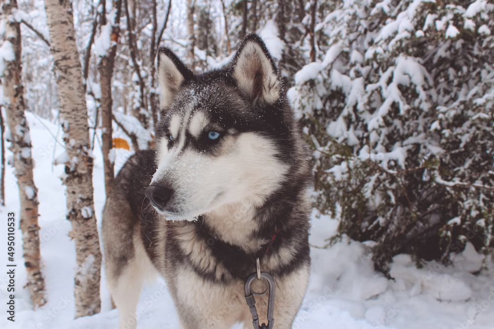 husky portrait, closeup dog in winter