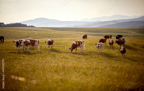 Herd of cows grazing in green meadow on a sunny day. Summertime landscape. Agriculture  grass-fed  organic concept.