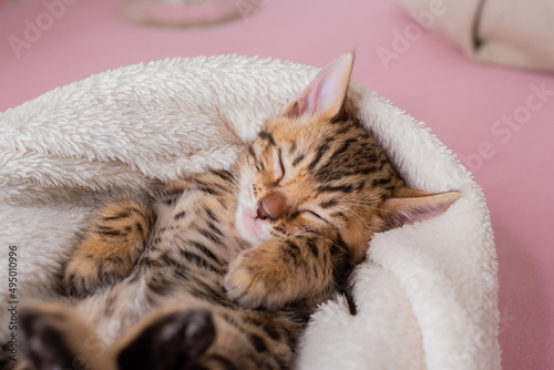 Lovely bengal kitten is sleeping on bed