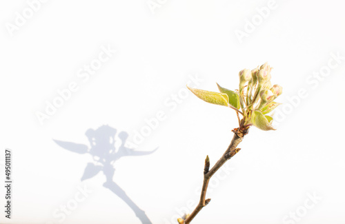 Branch  buds and fresh green leaves  minimal creative springtime layout against white background. 