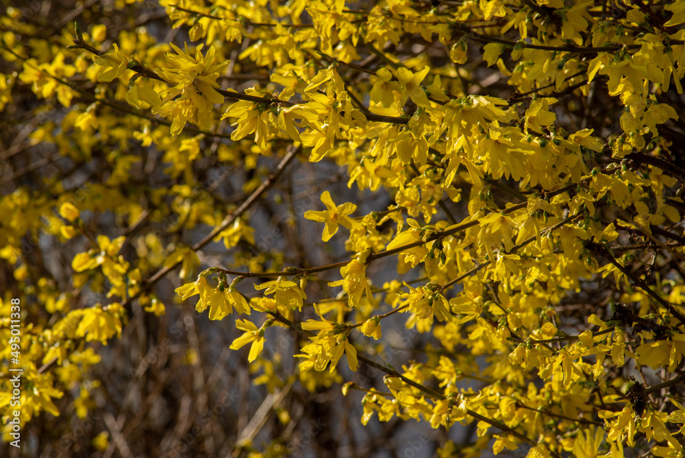 Mimosa tree with bunches of fluffy tender flowers of it. Background of yellow mimosa tree. Nature background. Blooming yellow mimosa tree. Mimosa Spring Flowers Easter background. Holiday backdrop.
Mimosa tree with bunches of fluffy tender flowers of it. Background of yellow mimosa tree. Nature background. Blooming yellow mimosa tree. Mimosa Spring Flowers Easter background. Holiday backdrop.