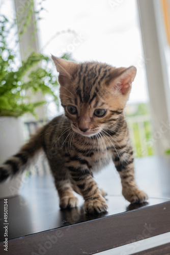 Lovely bengal kitten is playing on table