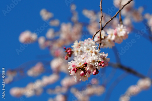 a blooming tree with pink flowers on a blue sky background. cherry blossoms. a branch of a flowering tree is close