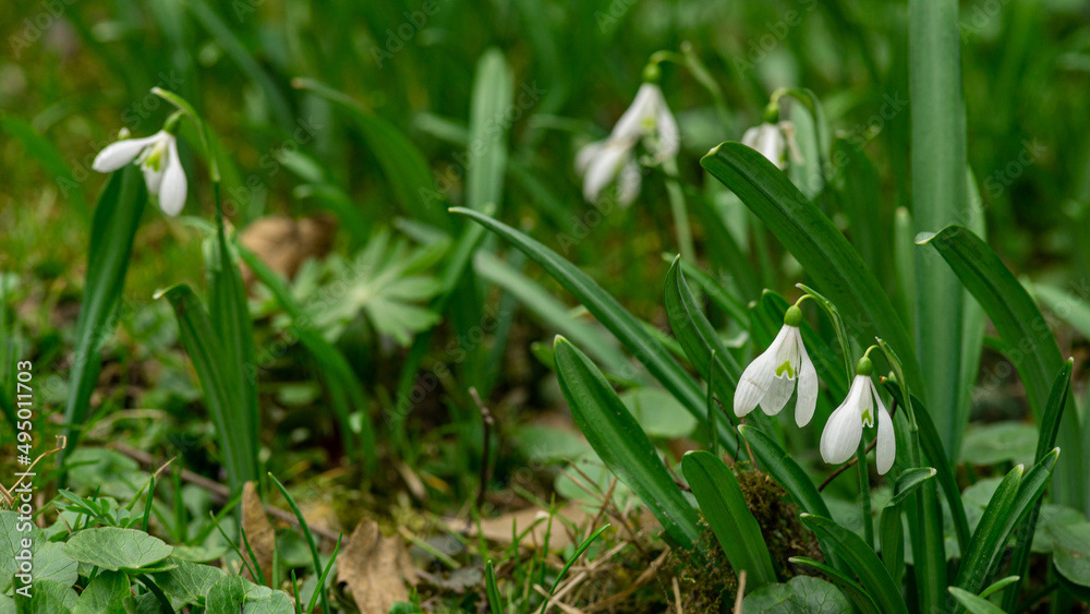 Fototapeta premium Close up of common snowdrops in bloom. Сommon snowdrop (Galanthus nivalis) flowers in natural green background. High quality photo