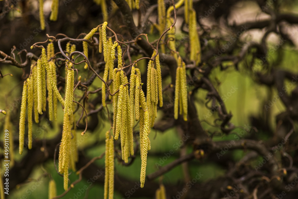 Corylus americana the American hazelnut[1] or American hazel,[2] is a