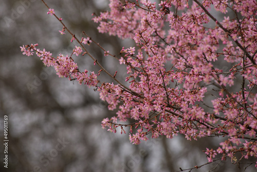 cherry blossom , Sakura, Prunus serrulata 'Kanzan' or 'Sekiyama'  Natural light. High quality photo, in early spring March  day in botanical garden Romania photo