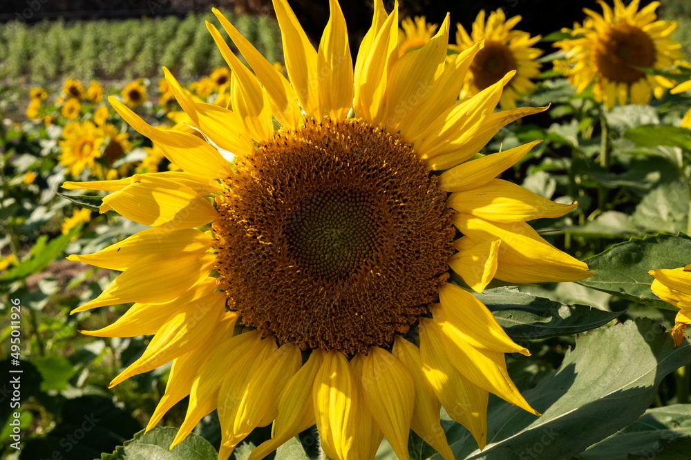 Obraz premium Sunflower standing tall on a sunny day.