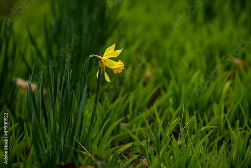 daffodil flower, Yellow Mini Daffodils begins flowering in garden. Happy Easter! Spring Nature background with Daffodil Flowers, Yellow Daffodils Flowers closeup on green background. Narcissus