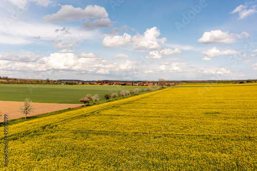 Landscape with yellow  flowering rapeseed field and cloud sky