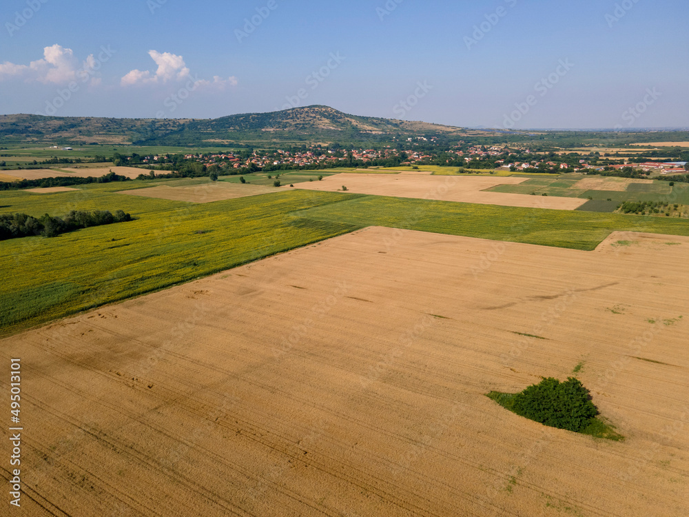 Aerial view of sunflower field near village of Boshulya, Bulgaria