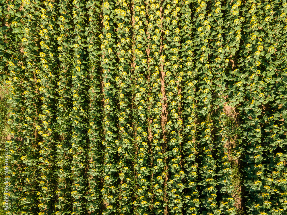 Aerial view of sunflower field near village of Boshulya, Bulgaria Aerial view of sunflower field near village of Boshulya, Bulgaria