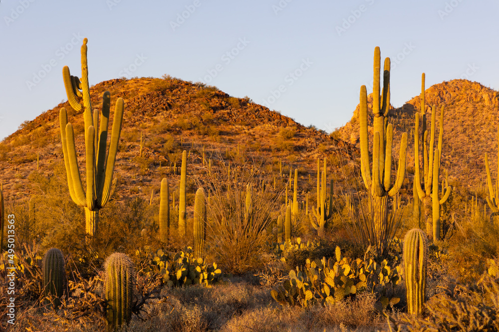 Saguaro cactus at sunset in Arizona Saguaro cactus at sunset in Arizona