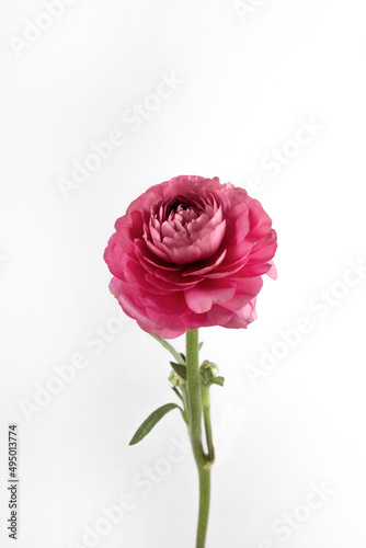 Ranunculus flower on white background in fuchsia color